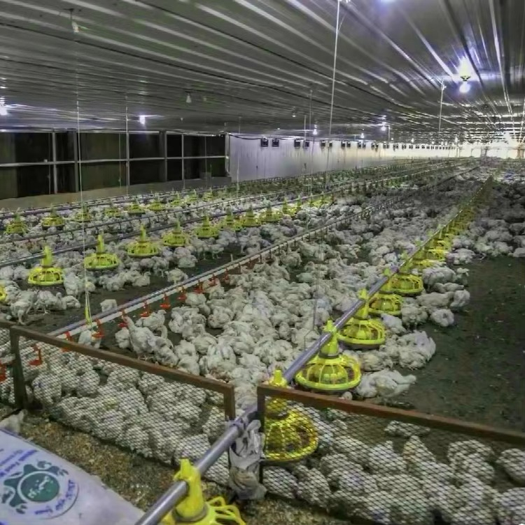 Équipement agricole de poulet  - Farming Equipment For Agriculture avis et prix