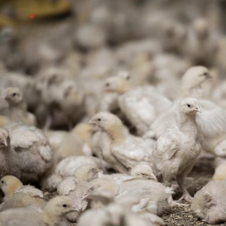 Équipement agricole de poulet  - Farming Equipment For Agriculture avis et prix